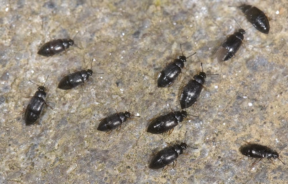 Invasione di Staphylinidae, gn Proteinus